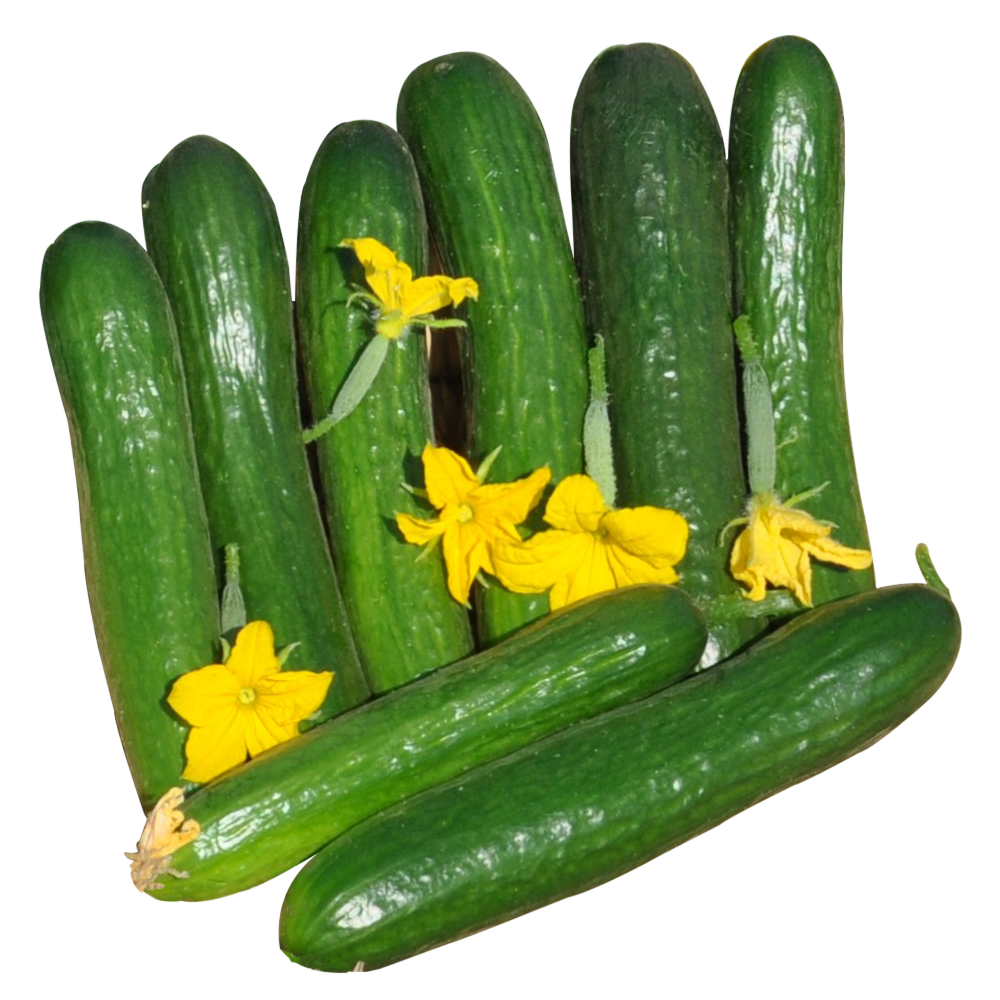 بذور الخيار